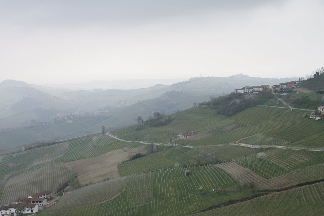 Wine Class: 1/13 Barolo